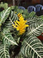Aphelandra squarrosa