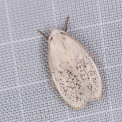 Durrantia piperatella