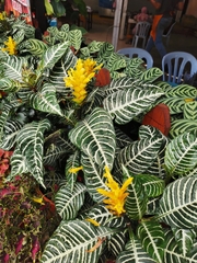 Aphelandra squarrosa