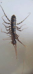 Allothereua