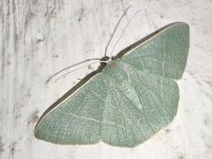 Pelagodes antiquadraria