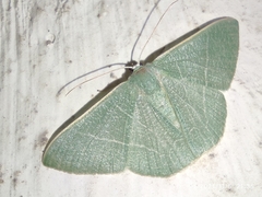 Pelagodes antiquadraria