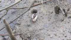 Austruca triangularis