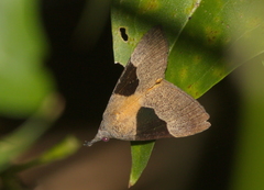 Dichromia sagitta
