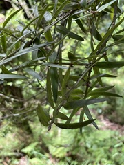 Podocarpus laetus