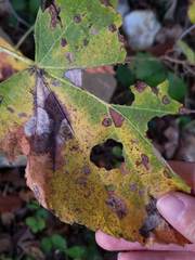 Phyllonorycter tiliacella