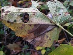 Phyllonorycter tiliacella