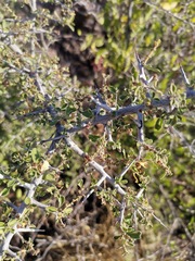 Condalia correllii