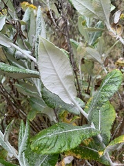 Senecio garlandii