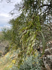 Acacia doratoxylon