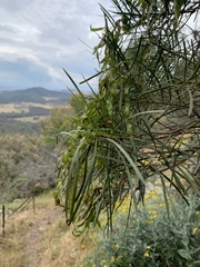 Acacia doratoxylon