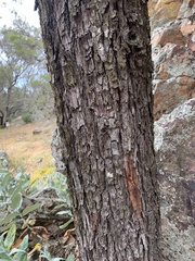 Acacia doratoxylon