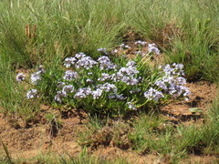 Knoxieae