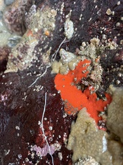 Microcionidae