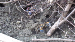 Chasmagnathus convexus