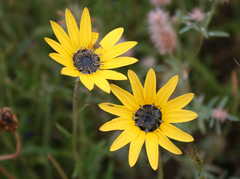 Arctotis schlechteri