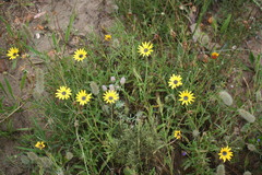 Arctotis schlechteri