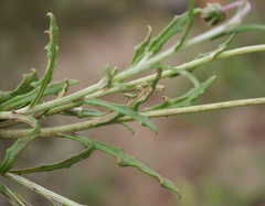 Arctotis schlechteri