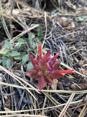 Monardella macrantha
