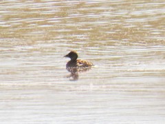 Thalassornis leuconotus