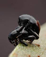 Trigonopterus