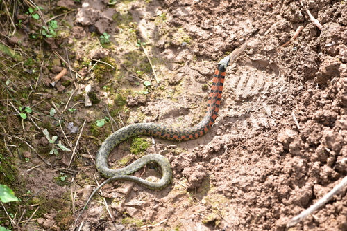 Chinese Tiger Keelback
