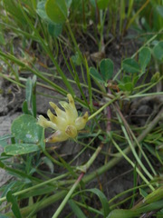 Trifolium fucatum