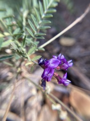 Astragalus gruinus