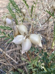 Astragalus gruinus