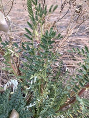 Astragalus gruinus