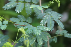 Mimosa tenuiflora