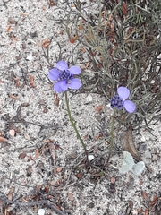 Comesperma calymega