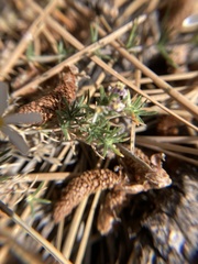 Leptosiphon melingii