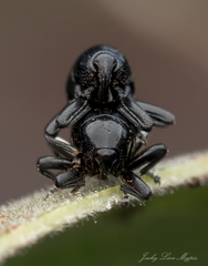 Trigonopterus