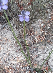 Comesperma calymega