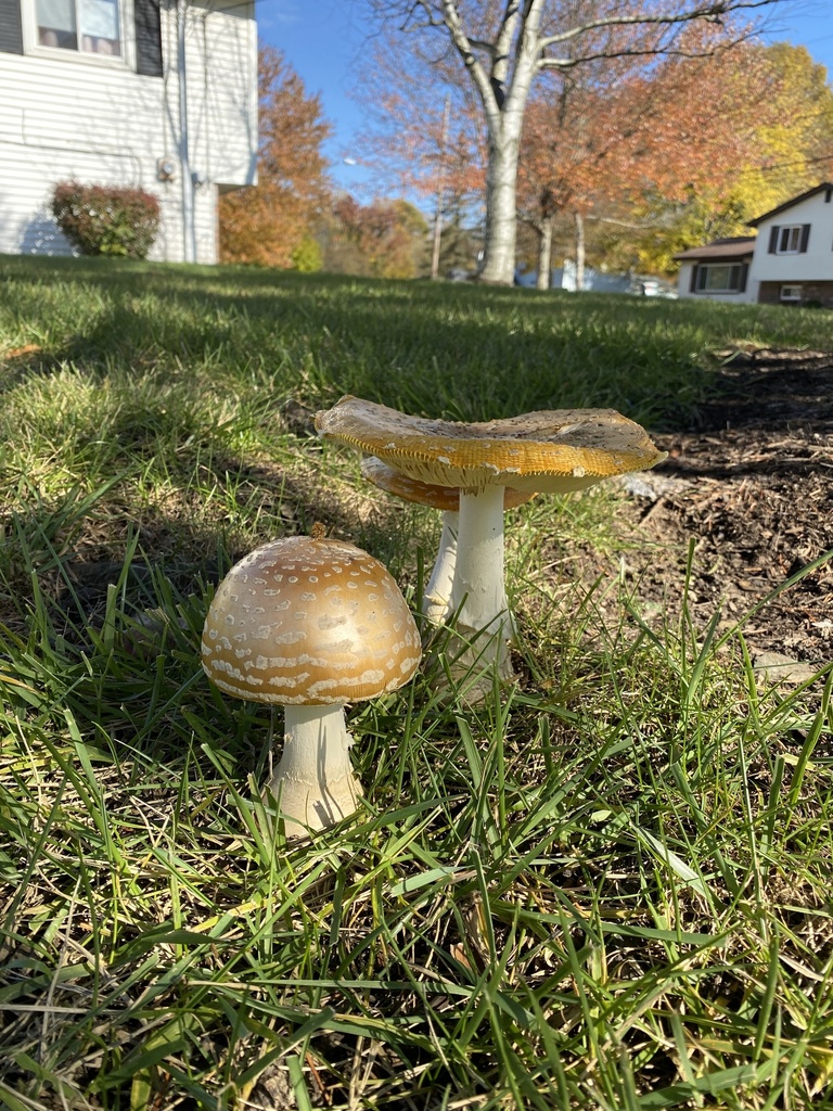 Amanita muscaria<br>24 October, 2023
