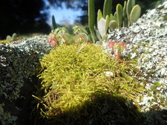 Triquetrella papillata