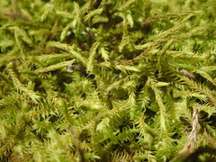 Triquetrella papillata