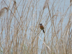 Emberiza cioides