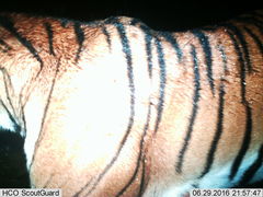 Panthera tigris
