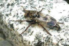 Cyrtopogon bimaculus
