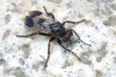 Cyrtopogon bimaculus