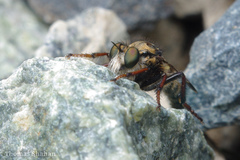 Cyrtopogon bimaculus