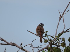 Emberiza cioides