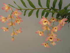 Dendrobium moschatum