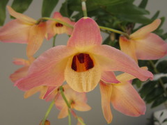 Dendrobium moschatum
