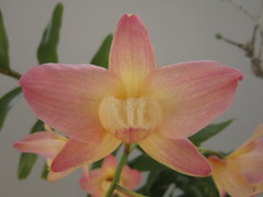 Dendrobium moschatum