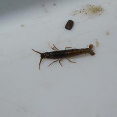 Betaeopsis aequimanus