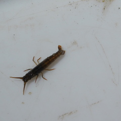 Betaeopsis aequimanus