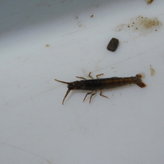 Betaeopsis aequimanus